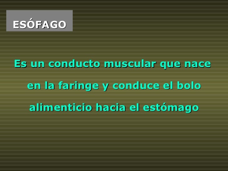 ESÓFAGO Es un conducto muscular que nace  en la faringe y conduce el bolo alimenticio hacia el estómago 