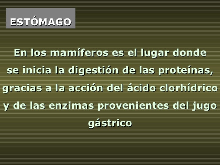 ESTÓMAGO En los mamíferos es el lugar donde  se inicia la digestión de las proteínas, gracias a la acción del ácido clorhí...