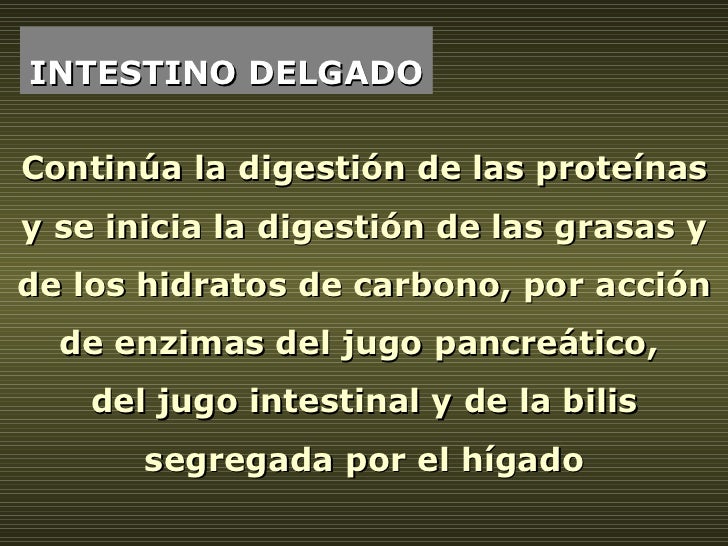 INTESTINO DELGADO Continúa la digestión de las proteínas y se inicia la digestión de las grasas y de los hidratos de carbo...