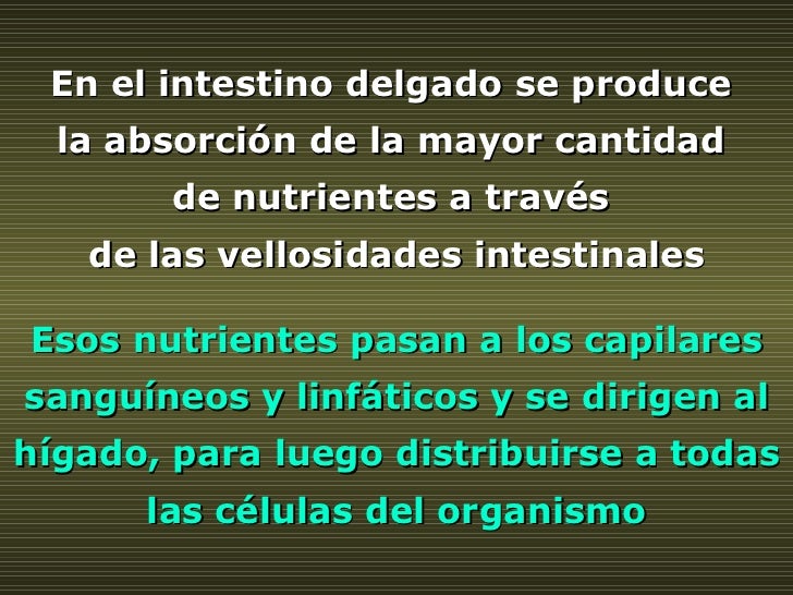 En el intestino delgado se produce  la absorción de la mayor cantidad  de nutrientes a través  de las vellosidades intesti...