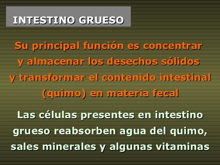 INTESTINO GRUESO Su principal función es concentrar  y almacenar los desechos sólidos  y transformar el contenido intestin...