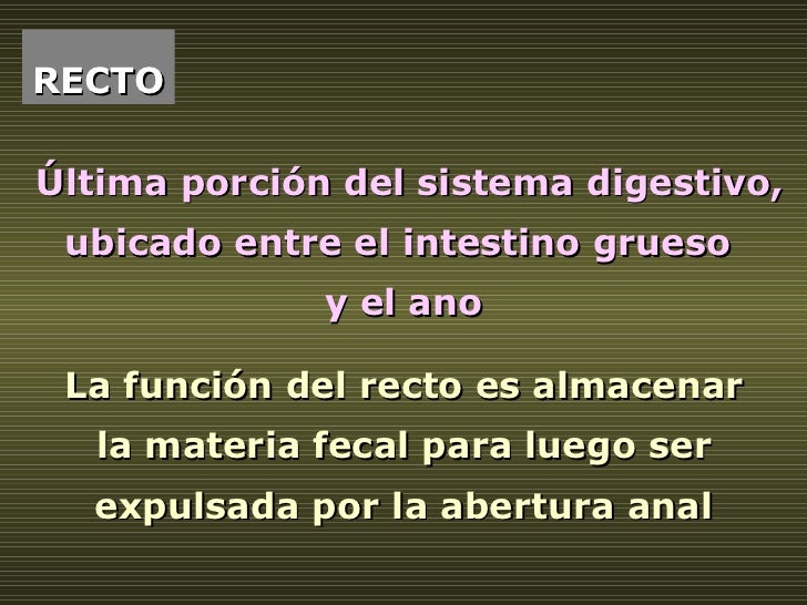 RECTO Última porción del sistema digestivo, ubicado entre el intestino grueso  y el ano La función del recto es almacenar ...