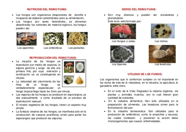 El Reino Fungi