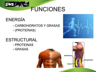 FUNCIONES
ENERGÍA
- CARBOHIDRATOS Y GRASAS
- (PROTEÍNAS)
ESTRUCTURAL
- PROTEINAS
- GRASAS
 