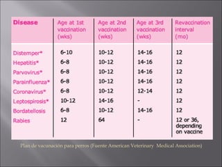 Plan de vacunación para perros (Fuente American Veterinary Medical Association)
 