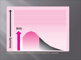 Curva de maduración y declive del sistema inmune en cachorros
 