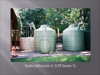 Indu (dilución 1: 0.25 hasta 1).
 