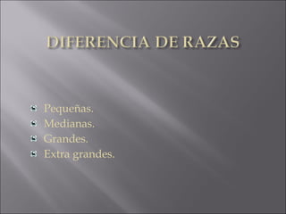 Pequeñas.
Medianas.
Grandes.
Extra grandes.
 