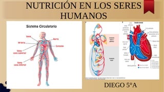 NUTRICIÓN EN LOS SERES
HUMANOS
DIEGO 5°A
 