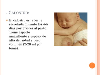 Precalostro Nutricion durante la lactancia | PPTX