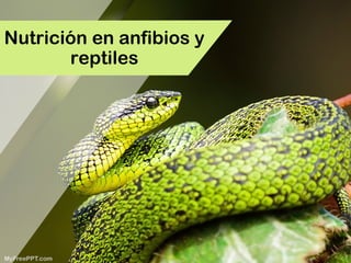 Nutrición en anfibios y
reptiles
 