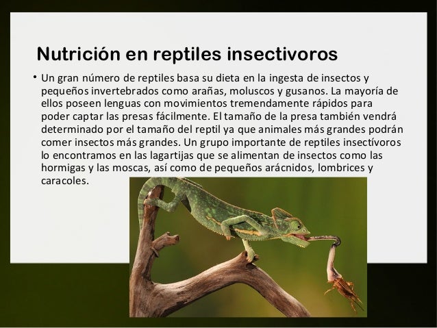 Nutricion De Los Reptiles - XIli