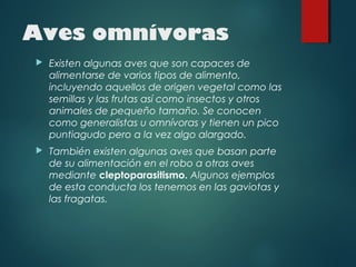 Aves omnívoras
 Existen algunas aves que son capaces de
alimentarse de varios tipos de alimento,
incluyendo aquellos de origen vegetal como las
semillas y las frutas así como insectos y otros
animales de pequeño tamaño. Se conocen
como generalistas u omnívoras y tienen un pico
puntiagudo pero a la vez algo alargado.
 También existen algunas aves que basan parte
de su alimentación en el robo a otras aves
mediante cleptoparasitismo. Algunos ejemplos
de esta conducta los tenemos en las gaviotas y
las fragatas.
 