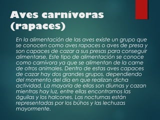 Aves carnívoras
(rapaces)
En la alimentación de las aves existe un grupo que
se conocen como aves rapaces o aves de presa y
son capaces de cazar a sus presas para conseguir
alimentarse. Este tipo de alimentación se conoce
como carnívora ya que se alimentan de la carne
de otros animales. Dentro de estas aves capaces
de cazar hay dos grandes grupos, dependiendo
del momento del día en que realizan dicha
actividad. La mayoría de ellas son diurnas y cazan
mientras hay luz, entre ellas encontramos las
águilas y los halcones. Las nocturnas están
representadas por los búhos y las lechuzas
mayormente.
 