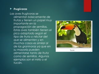  Frugívoras
Las aves frugívoras se
alimentan básicamente de
frutas y tienen un papel muy
importante en la
propagación de semillas.
Estas aves también tienen el
pico adaptado según el
tipo de fruta o néctar del
que se alimenten y en
muchos casos es similar al
de las granívoras ya que en
su mayoría pueden
alimentarse tanto de fruta
como de semillas. Algunos
ejemplos son el mirlo o el
tucán.
 