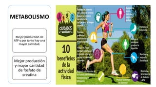 METABOLISMO
Mejor producción de
ATP y por tanto hay una
mayor cantidad.
Mejor producción
y mayor cantidad
de fosfato de
creatina
 