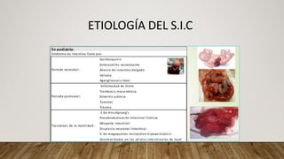 Fall Intestinal NUTRICIÓN EN FALLA INTESTINAL medicina | PDF