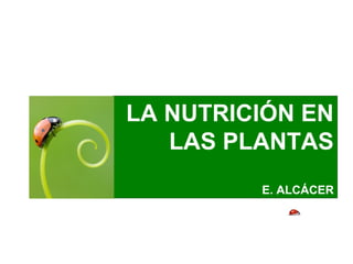 LA NUTRICIÓN EN
LAS PLANTAS
E. ALCÁCER
 