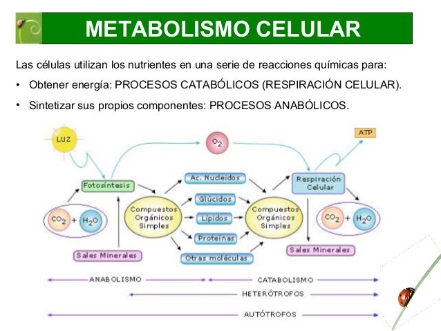 Ayuda con metabolismo de las lipoproteinas