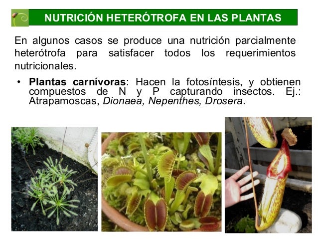 Nutricion en las plantas EAT