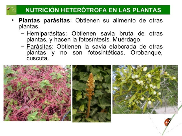 Nutricion en las plantas EAT