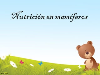 Nutrición en mamíferos
 