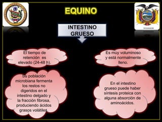 INTESTINO
GRUESO

El tiempo de
retención es
elevado (24-48 h).

Es muy voluminoso
y está normalmente
lleno.

Su población
microbiana fermenta
los restos no
digeridos en el
intestino delgado y
la fracción fibrosa,
produciendo ácidos
grasos volátiles.

En el intestino
grueso puede haber
síntesis proteica con
alguna absorción de
aminoácidos.

 