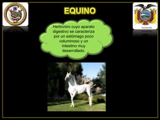 Herbívoro cuyo aparato
digestivo se caracteriza
por un estómago poco
voluminoso y un
intestino muy
desarrollado.

 