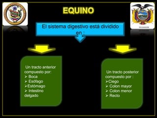 El sistema digestivo está dividido
en :

Un tracto anterior
compuesto por:
 Boca
 Esófago
Estómago
 Intestino
delgado

Un tracto posterior
compuesto por :
Ciego
 Colon mayor
 Colon menor
 Recto

 
