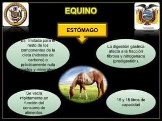 ESTÓMAGO
Es limitada para el
resto de los
componentes de la
dieta (hidratos de
carbono) o
prácticamente nula
(lípidos y minerales).

Se vacía
rápidamente en
función del
consumo de
alimentos.

La digestión gástrica
afecta a la fracción
fibrosa y nitrogenada
(predigestión).

15 y 18 litros de
capacidad

 
