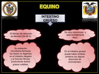 INTESTINO
GRUESO

El tiempo de retención
es elevado (24-48 h).

Es muy voluminoso y
está normalmente
lleno.

Su población
microbiana fermenta
los restos no digeridos
en el intestino delgado
y la fracción fibrosa,
produciendo ácidos
grasos volátiles.

En el intestino grueso
puede haber síntesis
proteica con alguna
absorción de
aminoácidos.

 