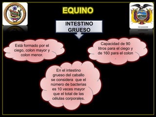 INTESTINO
GRUESO
Capacidad de 90
litros para el ciego y
de 160 para el colon
.

Está formado por el
ciego, colon mayor y
colon menor.

En el intestino
grueso del caballo
se considera que el
número de bacterias
es 10 veces mayor
que el total de las
células corporales.

 