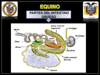 PARTES DEL INTESTINO
GRUESO

 