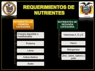 NUTRIENTES DE
PRIMERA
CATEGORÍA
Energía digestible o
metabolizable

NUTRIENTES DE
SEGUNDA
CATEGORÍA
Vitaminas A, D y E

Proteína

Hierro

Lisina

Manganeso

Calcio-fósforo

Zinc, cobre, selenio y
yodo

Sodio

 