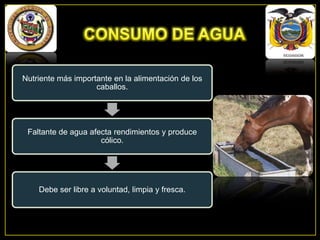 Nutriente más importante en la alimentación de los
caballos.

Faltante de agua afecta rendimientos y produce
cólico.

Debe ser libre a voluntad, limpia y fresca.

 