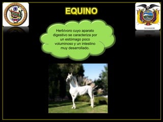 Herbívoro cuyo aparato
digestivo se caracteriza por
un estómago poco
voluminoso y un intestino
muy desarrollado.

 