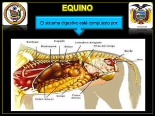 El sistema digestivo está compuesto por:

 