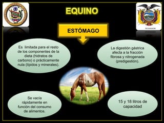 ESTÓMAGO
Es limitada para el resto
de los componentes de la
dieta (hidratos de
carbono) o prácticamente
nula (lípidos y minerales).

Se vacía
rápidamente en
función del consumo
de alimentos.

La digestión gástrica
afecta a la fracción
fibrosa y nitrogenada
(predigestión).

15 y 18 litros de
capacidad

 