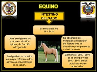 INTESTINO
DELGADO
Es muy largo de
16 - 24 m
Aquí se digieren los
azúcares, almidón,
lípidos y la fracción
nitrogenada.

La digestión enzimática
es mayor referente a los
alimentos concentrados
en la ración.

Se absorben los
minerales a excepción
del fósforo que es
absorbido principalmente
a nivel de colon.
Contiene el 30% - 60 %
de la energía y del
30% - 80 % de las
proteínas totales
absorbidas.

 