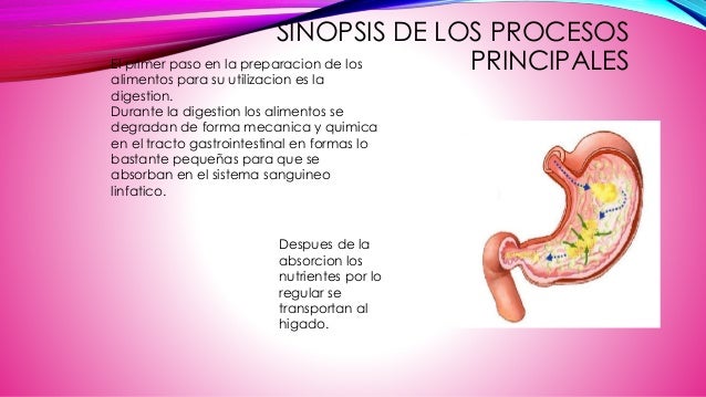 Digestión, Absorción, Metabolismo, y Excreción