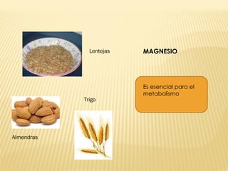 MAGNESIO Almendras Trigo Lentejas Es esencial para el metabolismo 