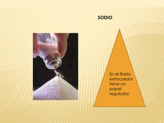 SODIO En el fluido extracelular tiene un papel regulador. 