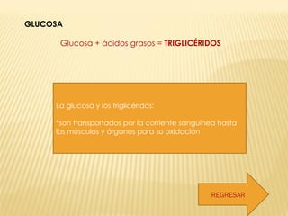 GLUCOSA Glucosa + ácidos grasos =  TRIGLICÉRIDOS  La glucosa y los triglicéridos: *son transportados por la corriente sanguínea hasta los músculos y órganos para su oxidación REGRESAR 