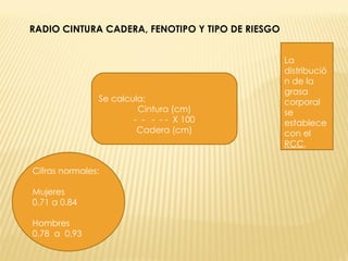 RADIO CINTURA CADERA, FENOTIPO Y TIPO DE RIESGO La distribución de la grasa corporal se establece con el  RCC ,  Cifras normales: Mujeres  0.71 a 0.84  Hombres  0.78  a  0.93 Se calcula: Cintura (cm) -  -  -  - -  X 100 Cadera (cm) 