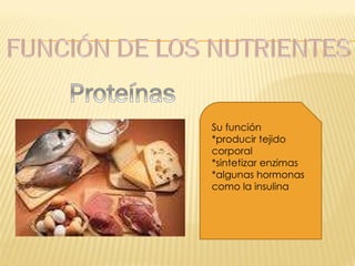 Su función  * producir tejido corporal  *sintetizar enzimas *algunas hormonas como la insulina 