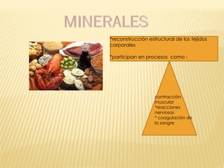 *reconstrucción estructural de los tejidos corporales *participan en procesos  como : contracción muscular *reacciones nerviosas  * coagulación de la sangre 
