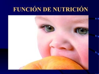 FUNCIÓN DE NUTRICIÓN
 