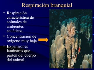 Respiración branquial
• Respiración
  característica de
  animales de
  ambientes
  acuáticos.
• Concentración de
  oxígeno muy baja.
• Expansiones
  laminares que
  parten del cuerpo
  del animal.
 