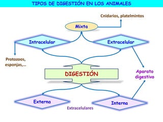 DIGESTIÓN
Intracelular
Interna
Externa
Extracelular
Protozoos,
esponjas,…
Mixta
Cnidarios, platelmintos
Aparato
digestivo
TIPOS DE DIGESTIÓN EN LOS ANIMALES
Extracelulares
 