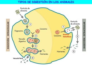 TIPOS DE DIGESTIÓN EN LOS ANIMALES
Vacuola fecal
Enzimas
hidrolíticos
 